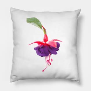 Fuchsia  'Dark Eyes'  AGM Pillow