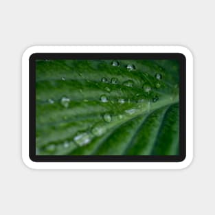 Water droplets on Hosta leaf Magnet