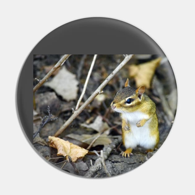 Curious Chipmunk Pin by Colette22