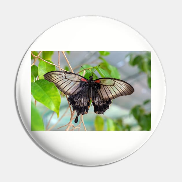 Common Mormon Butterfly - Papilio Polytes Pin by likbatonboot