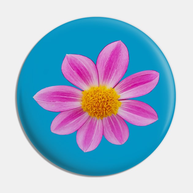 Pink Single Dahlia Flower Pin by ellenhenryart