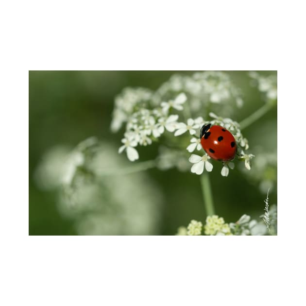 Ladybug & Hemlock by srwdesign