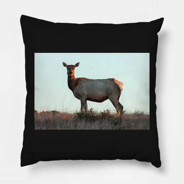 Tule Elk Cow Pillow by jvnimages