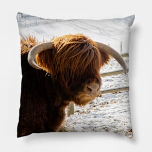 Young Scottish Highland Bull Pillow