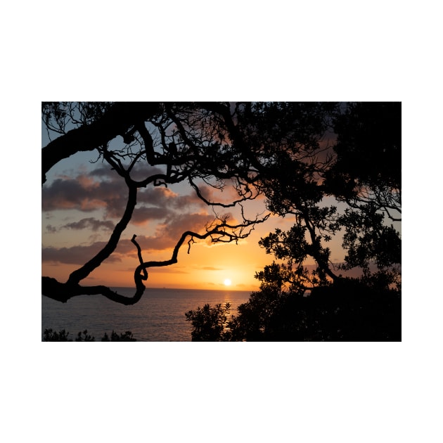 Sunrise over coast framed by silhouette foliage of pohutukawa tree on edge of slope. by brians101