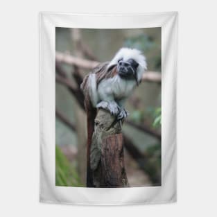 Cotton Top Tamarin Tapestry