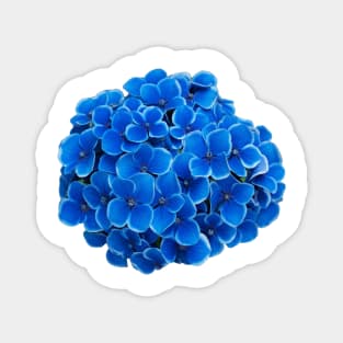 Blue Hydrangea Flower Art Print Magnet