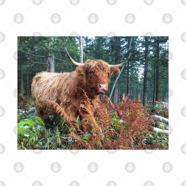 Scottish Highland Cattle Cow 2134 by SaarelaHighland