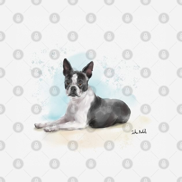 Watercolor Sketch of a Black and White Boston Terrier Lying Down by ibadishi