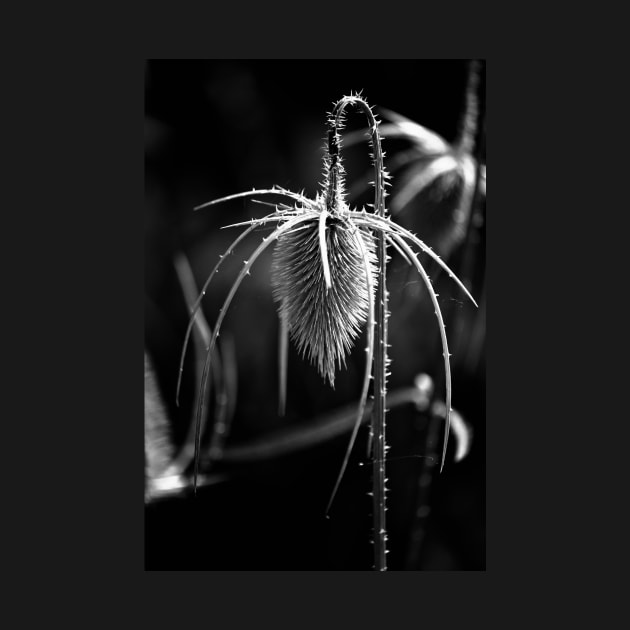 Bowed Head (b&w) by photoclique