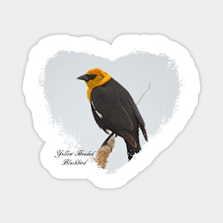 Yellow Headed Blackbird Magnet