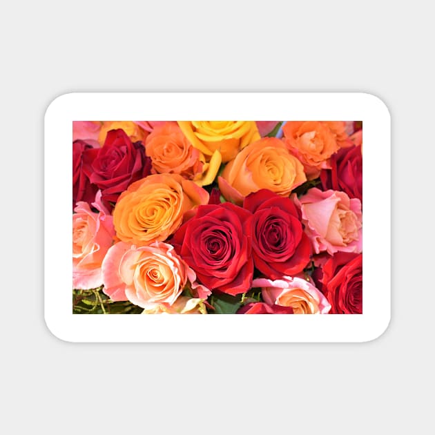 Colorful Roses Magnet by NewburyBoutique