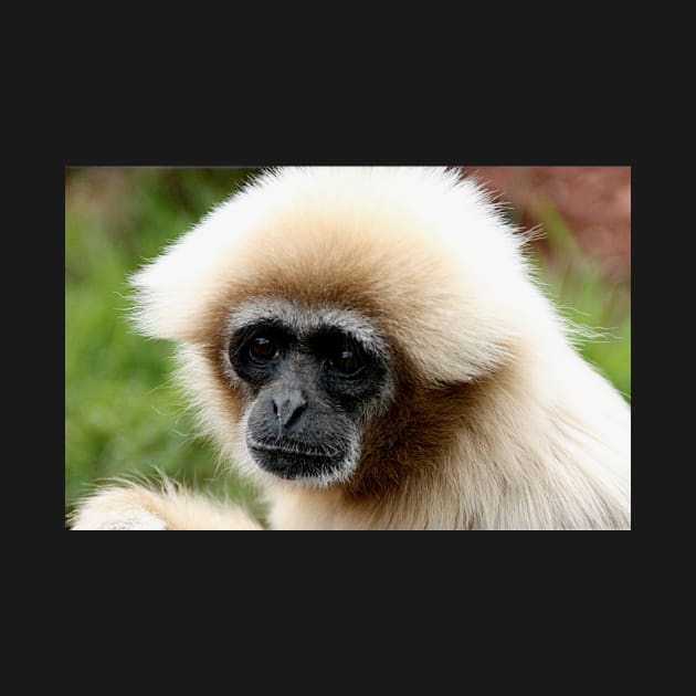 White Handed Gibbon by Ladymoose