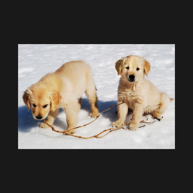 "Golden Retriever Puppies First Winter" by LaurieMinor