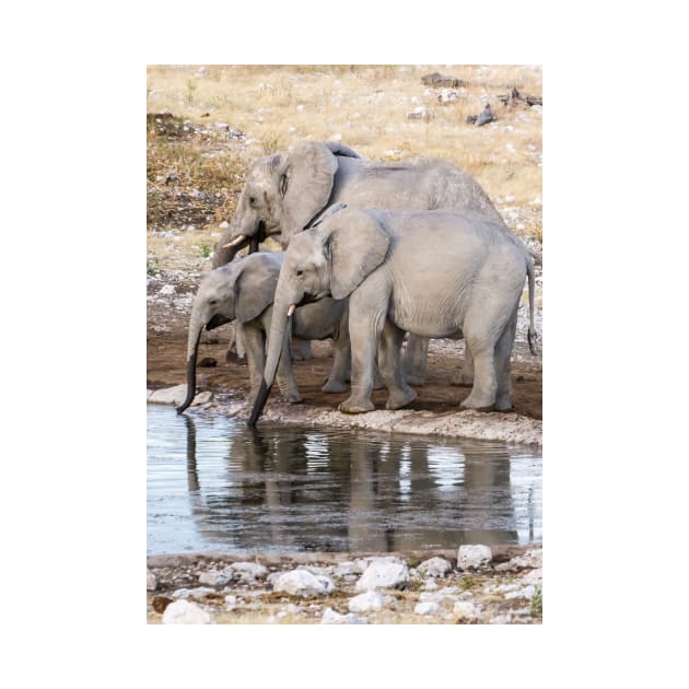 Elephants at the waterhole. by sma1050