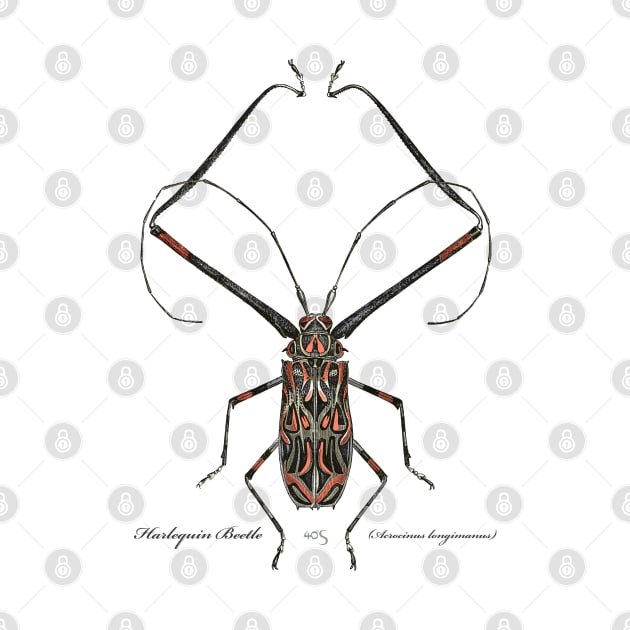 Harlequin Beetle - 2 by 40degreesSouth