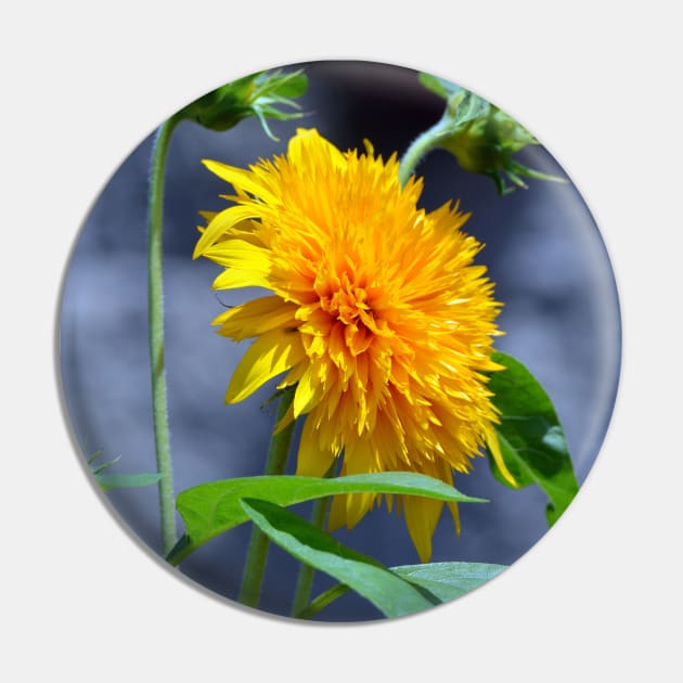 Yellow Dahlia Pin by Drgnfly4free