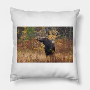 Shy - Canadian Moose - Algonquin Park, Canada Pillow