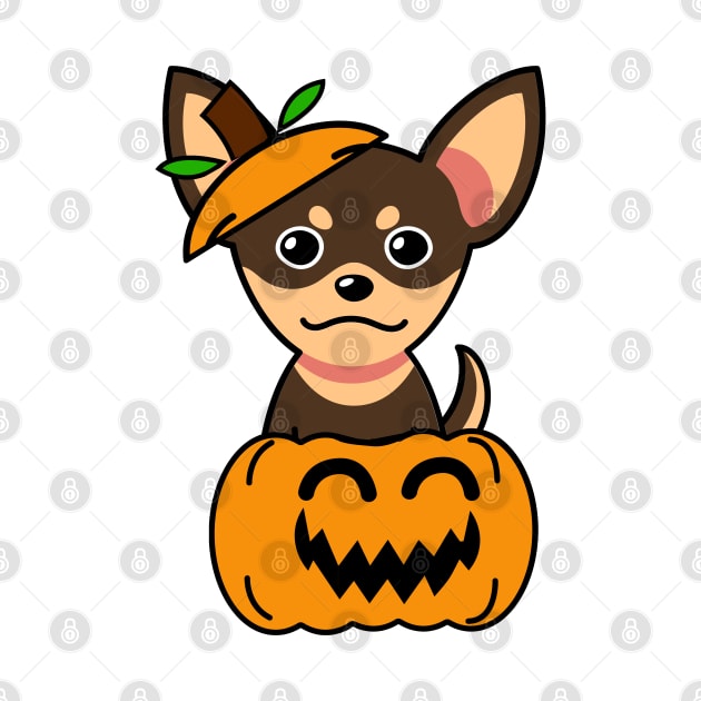 Funny small dog is in a pumpkin by Pet Station