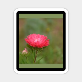 fall red daisy flower in the garden Magnet