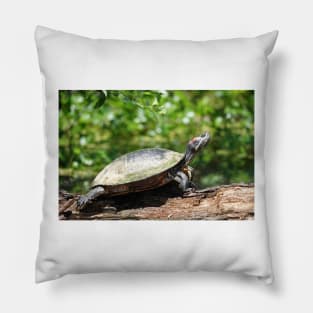 Red-eared slider (Trachemys scripta elegans) Pillow