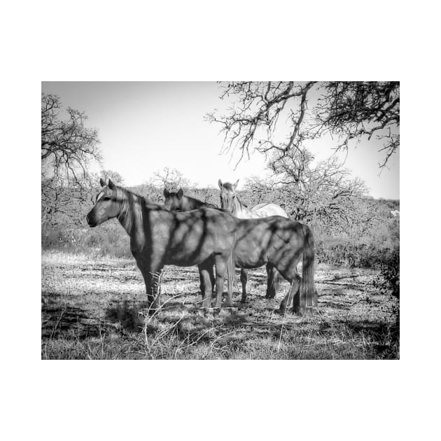 Wild Horses  - Black And White by davidbstudios