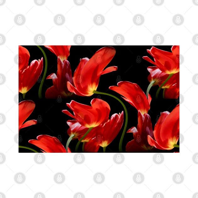 Tulips in the Wind / Swiss Artwork Photography by RaphaelWolf