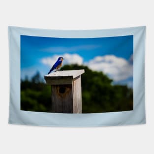 Bluebird On Nest Box Tapestry