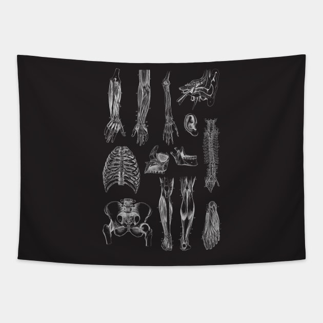 Vintage human anatomy pattern Tapestry by Dr.Bear