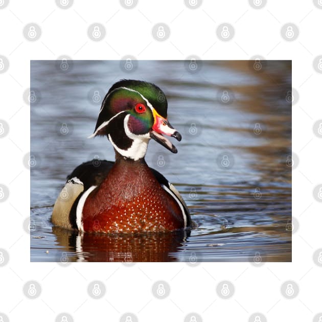 Wood Duck laugh by Jim Cumming