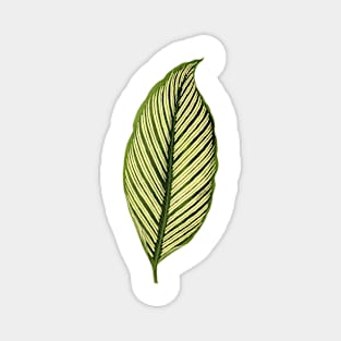 Calathea elliptica Vittata Magnet