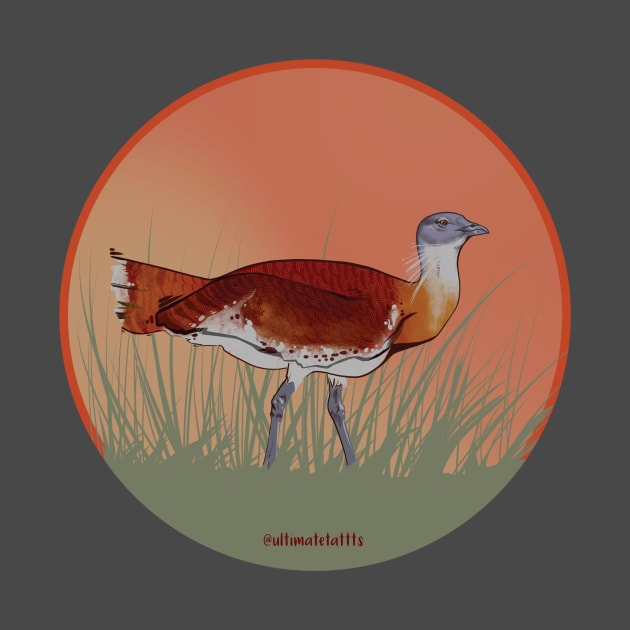 European Bustard by tattts