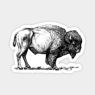 Bison Magnet