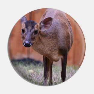 Reeve's Muntjac Pin