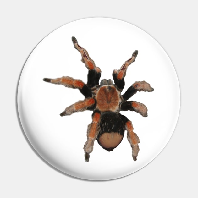 Tarantula Pin by Guardi