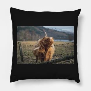 The Itchy Cow Pillow