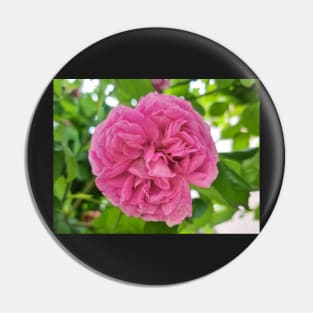 Pink Roses Pin