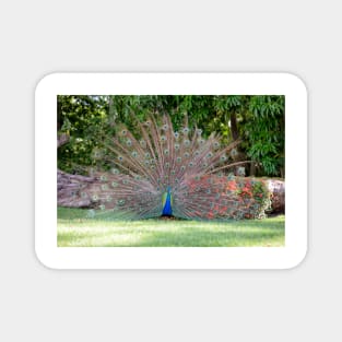 Peacock Fan Magnet
