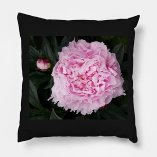 peony flower Pillow