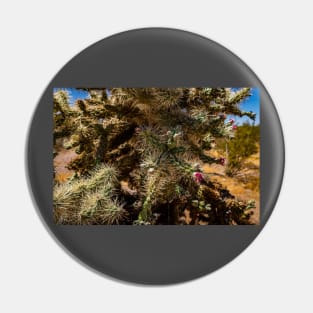 Cholla Cactus along the Apache Trail Pin