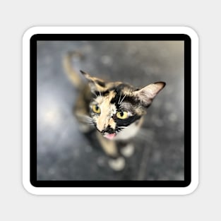 Tortoiseshell cat Magnet