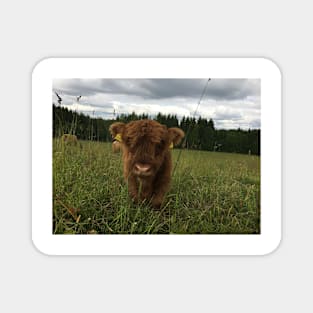 Scottish Highland Cattle Calf 1471 Magnet