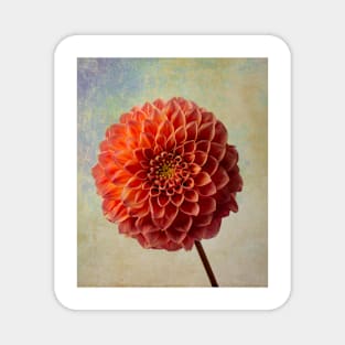 Dahlia Beauty Magnet