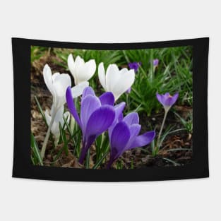 Spring Crocus - white and purple Tapestry