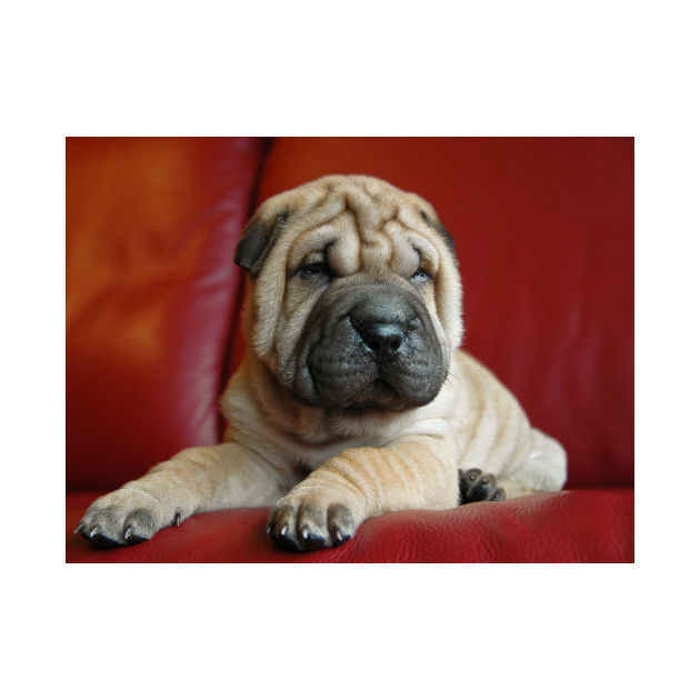 Shar Pei Puppy Growth Chart