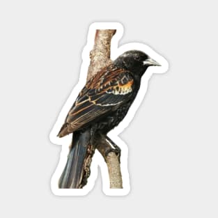 Red Winged Blackbird without background in image-choose red to display on store front Magnet