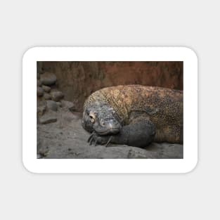 Komodo Dragon Magnet