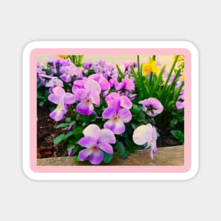 Violets Blossom In The Spring Magnet