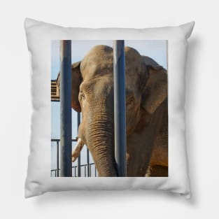 big boy elephant Pillow