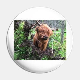 Scottish Highland Cattle Calf 2033 Pin